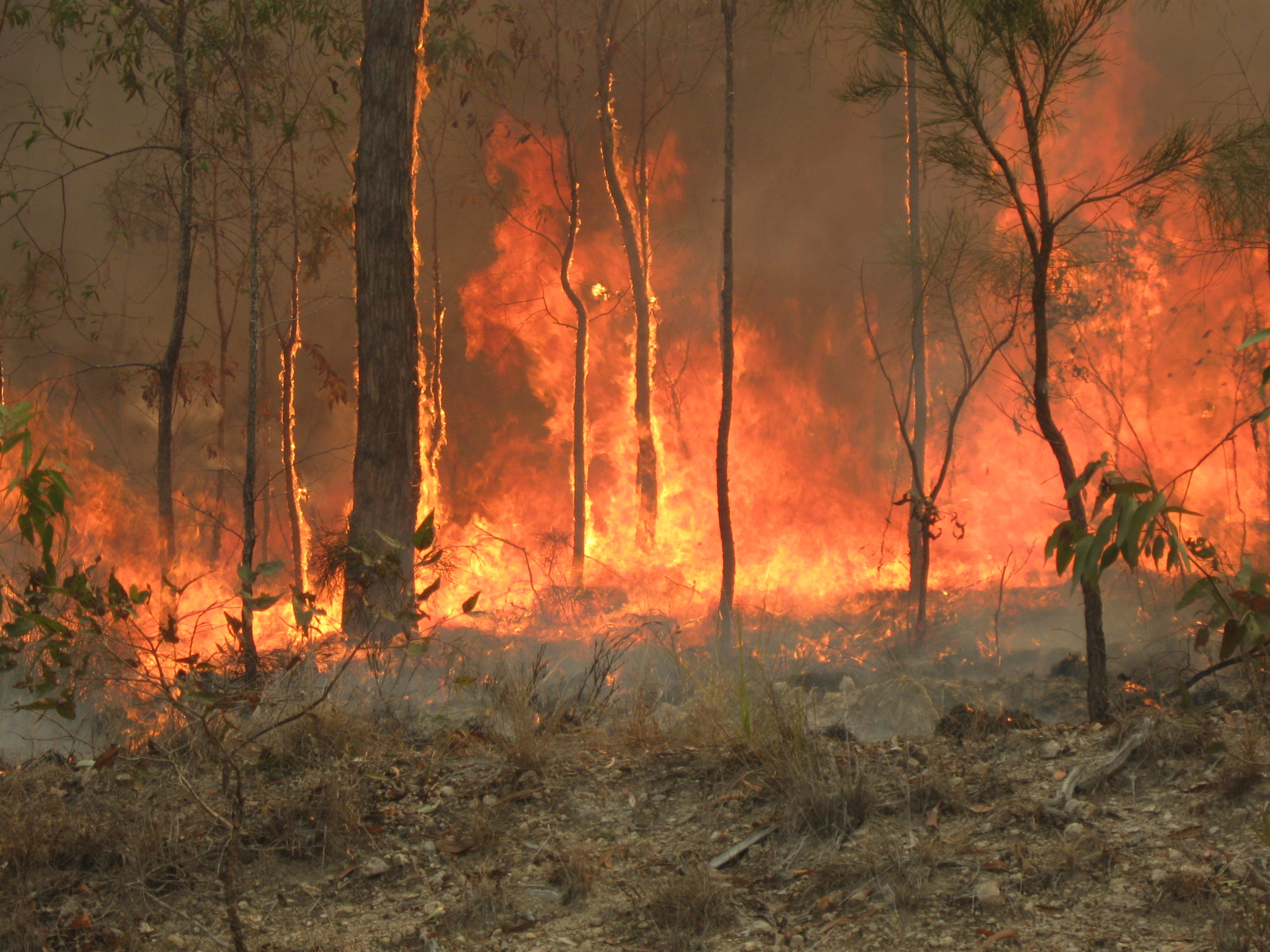 Governments must act now to support bushfire affected communities and first responders with trauma package